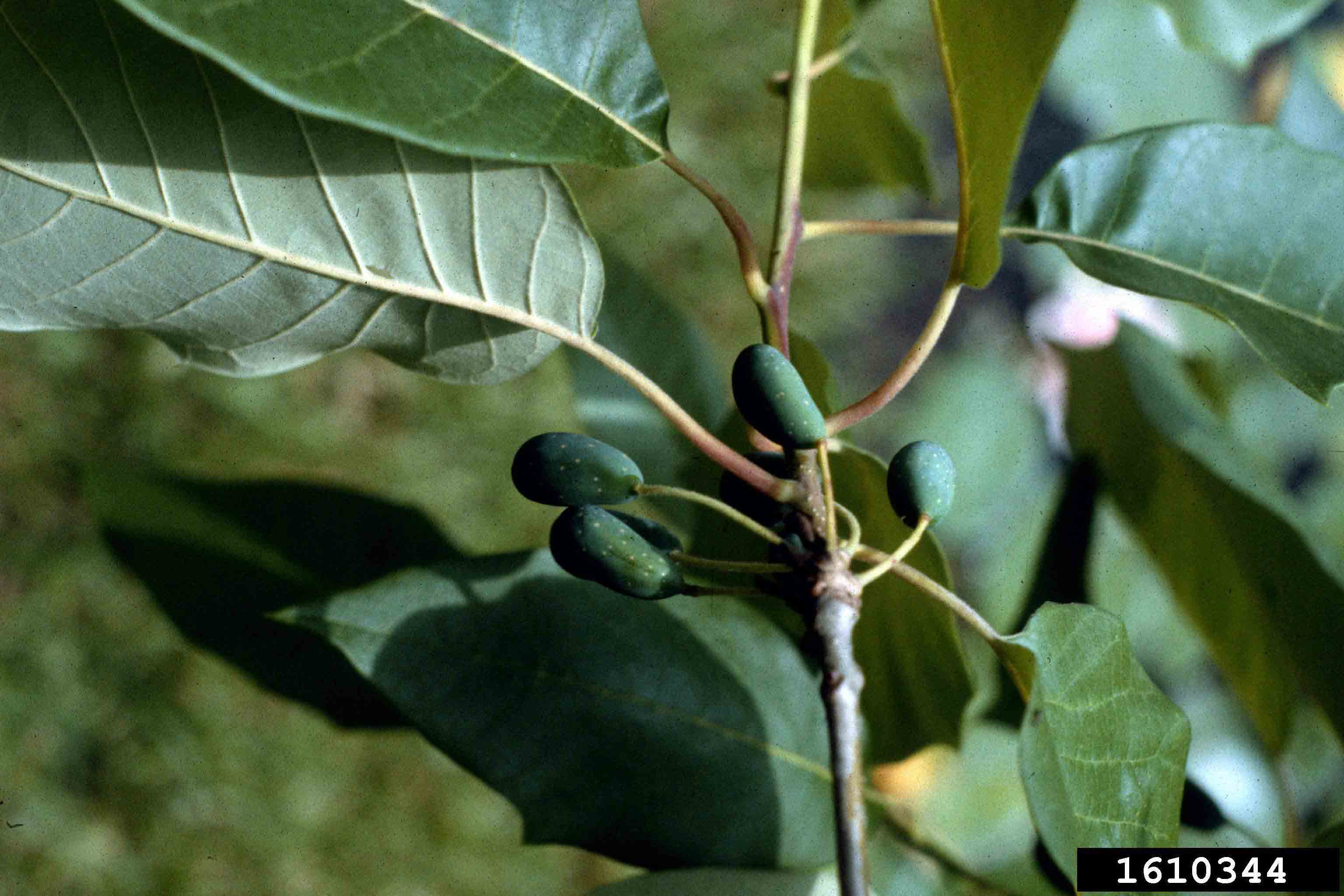 Water tupelo fruit