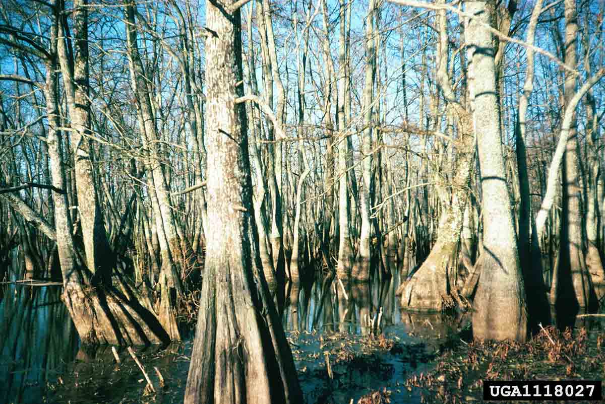 Water tupelo trees in swampy habitat