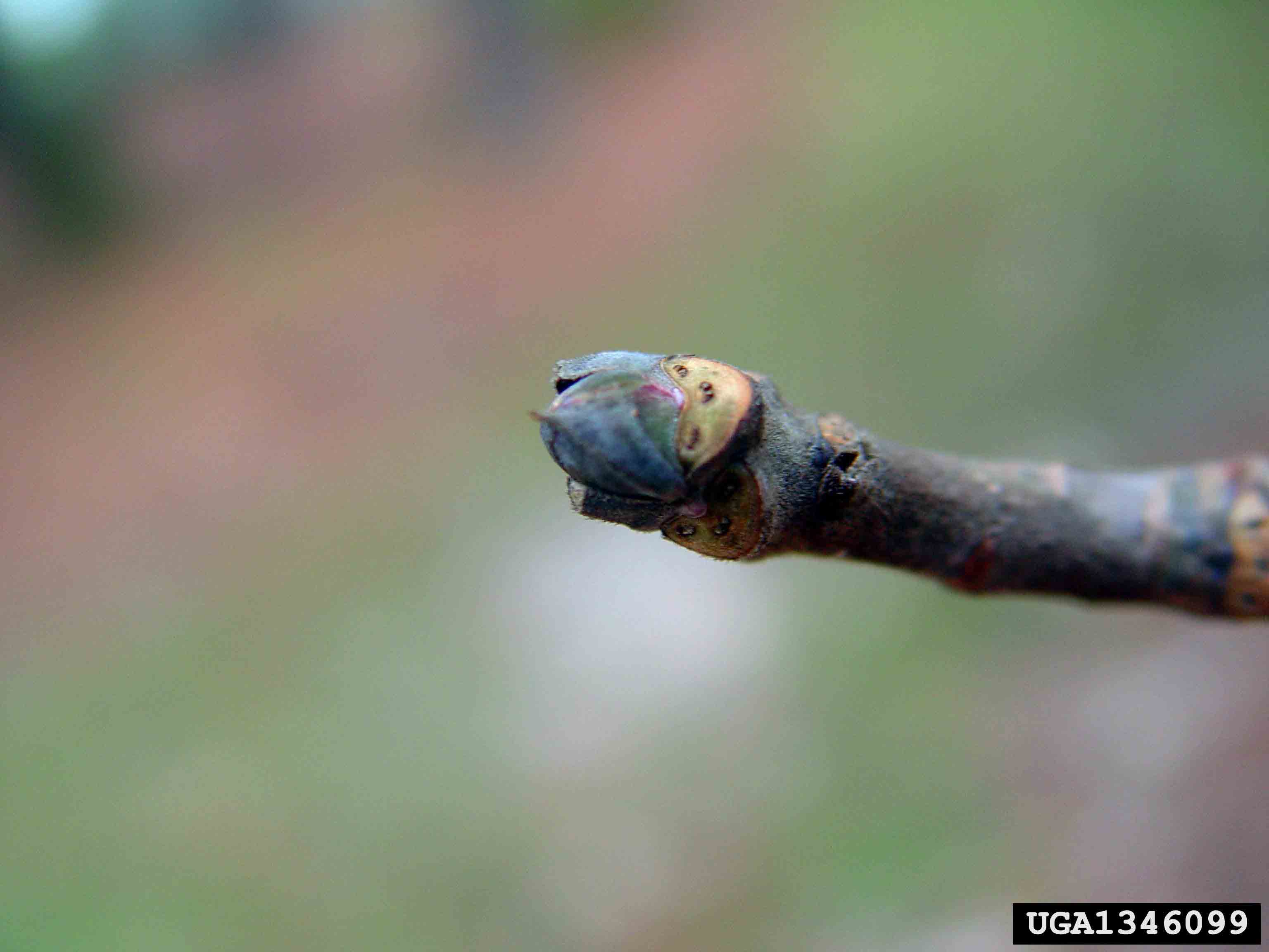 Water tupelo twig with bud