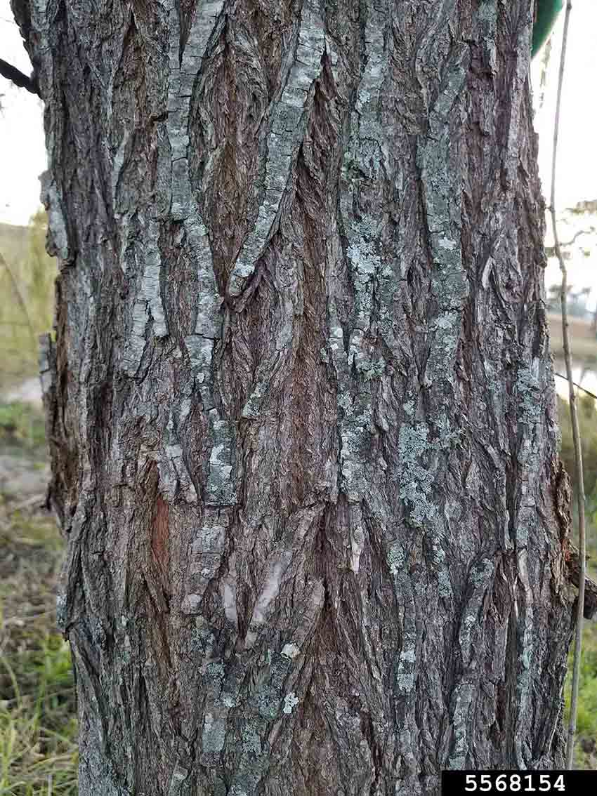 Weeping willow bark on trunk