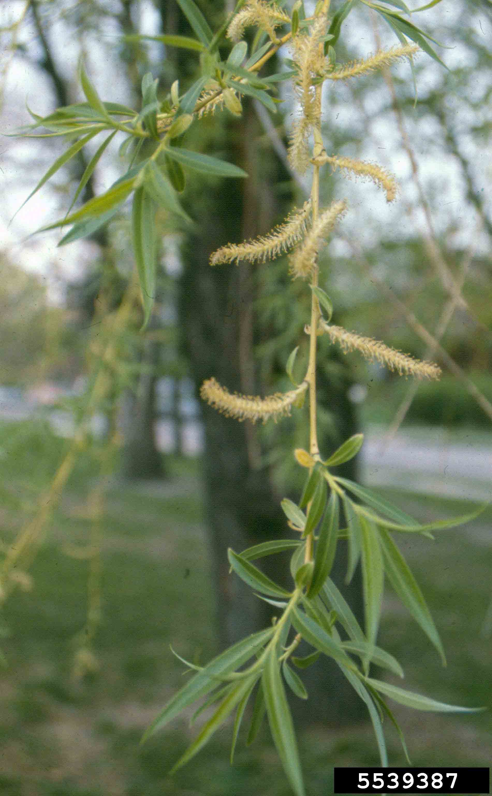 Weeping willow flowers