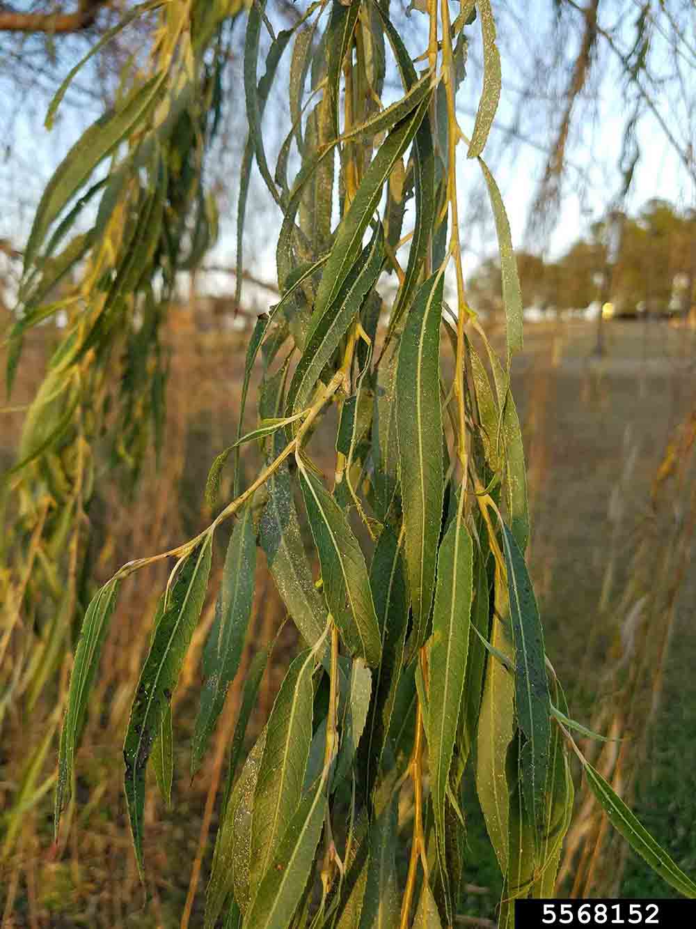 Weeping willow leaves, showing alternate arrangement and drooping habit