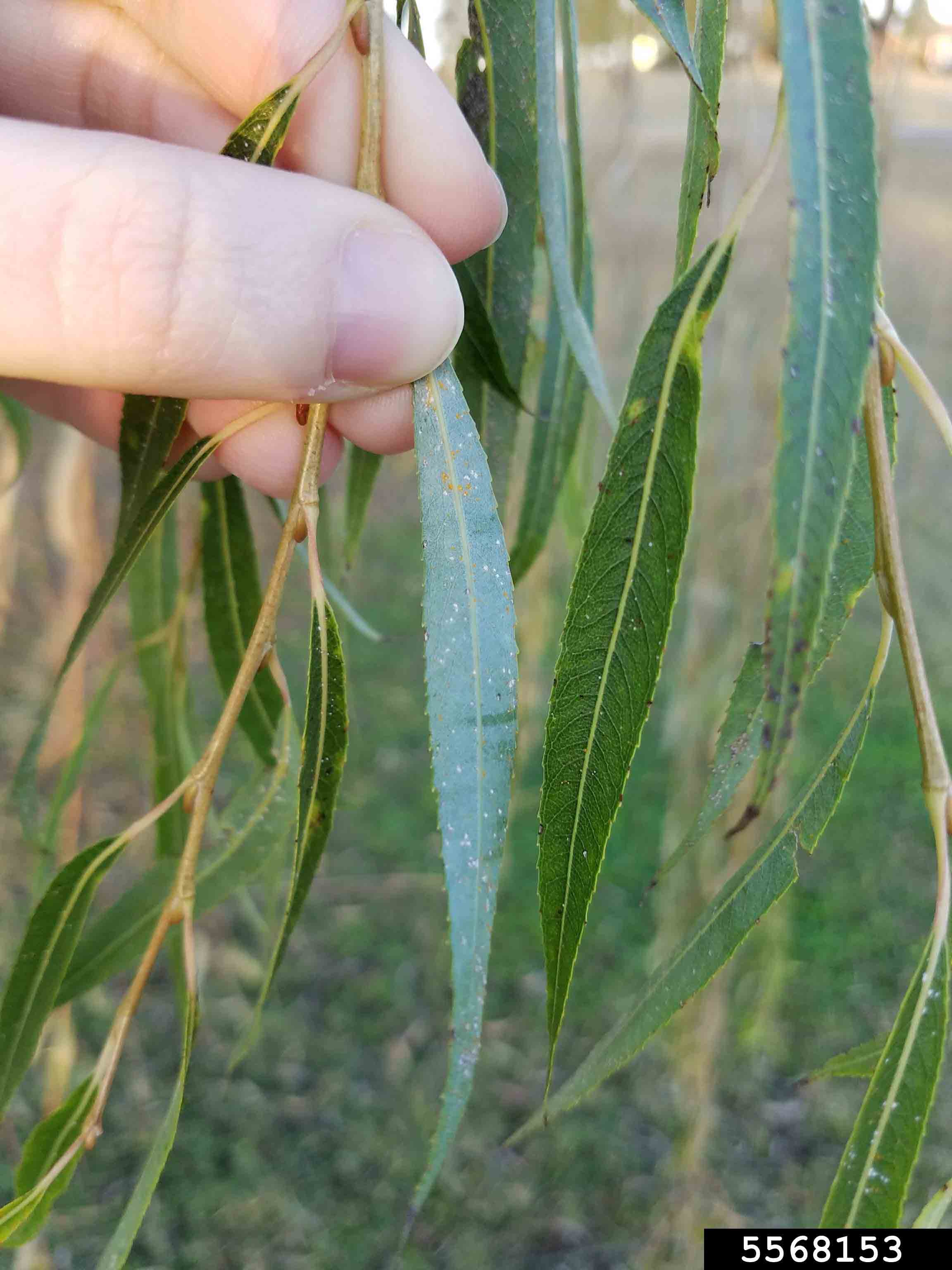 Weeping willow leaves, showing both sides and toothed margins