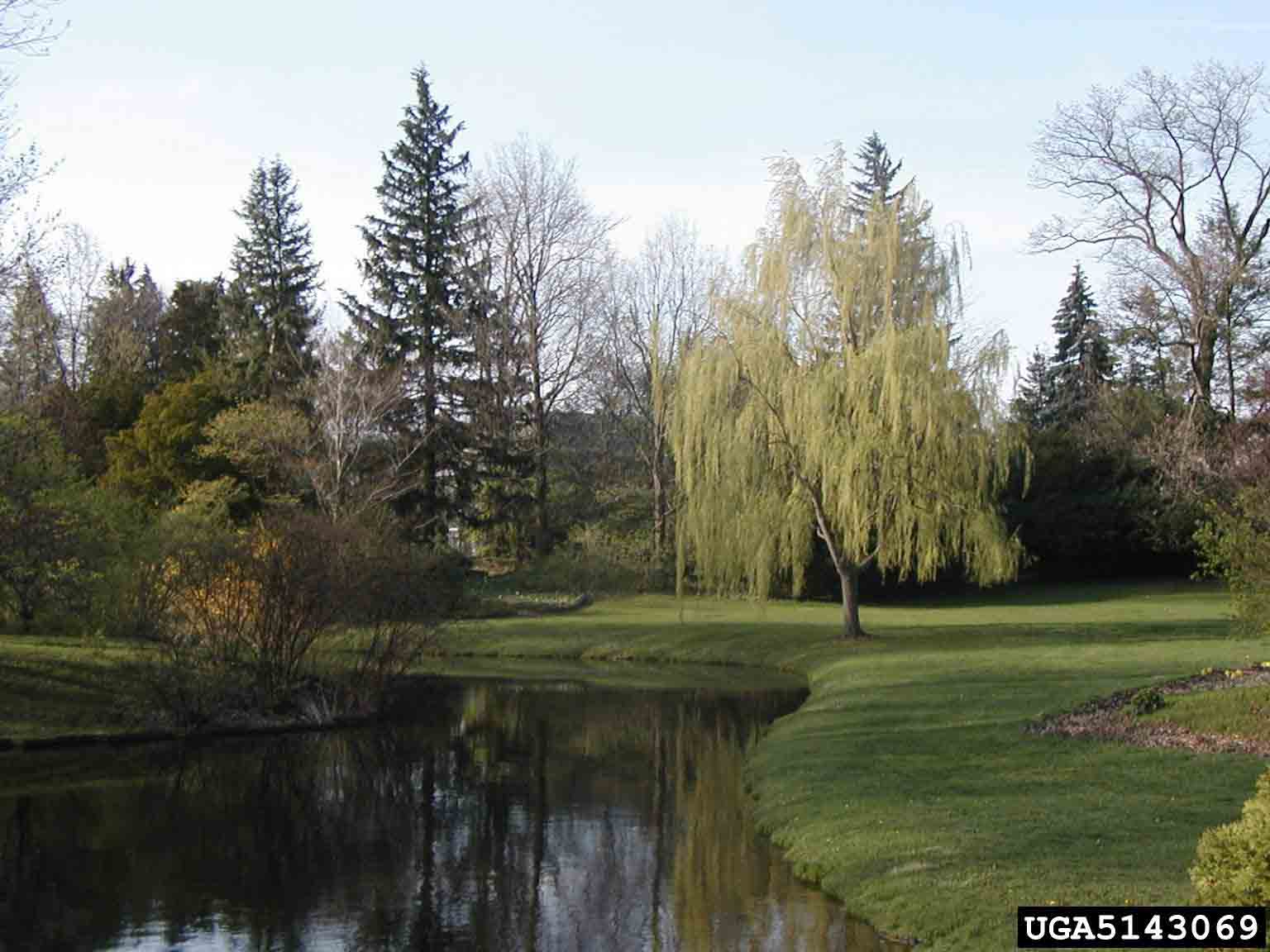 Weeping willow tree, showing habit and use in landscape