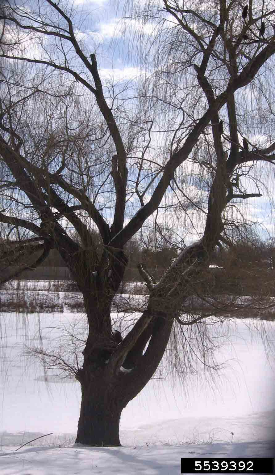 Weeping willow tree habit in winter