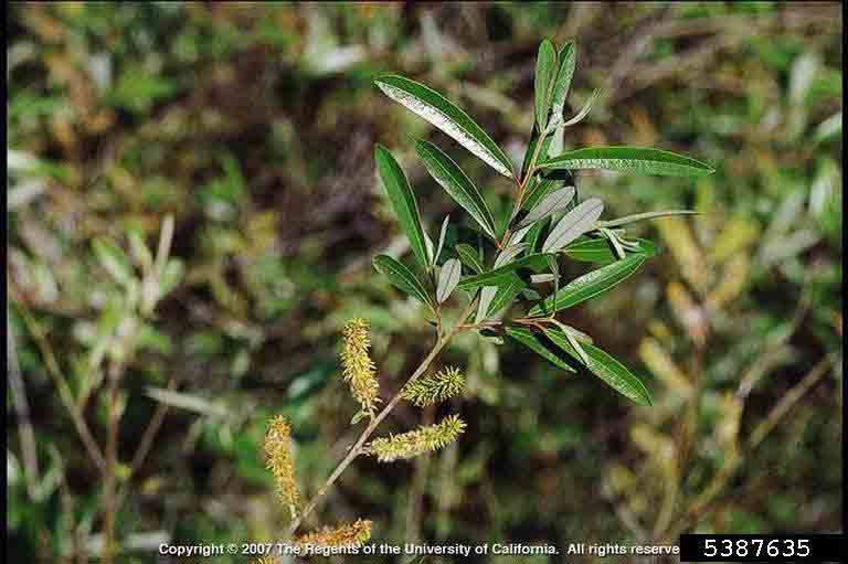 Weeping willow twig with flowers and new leaves