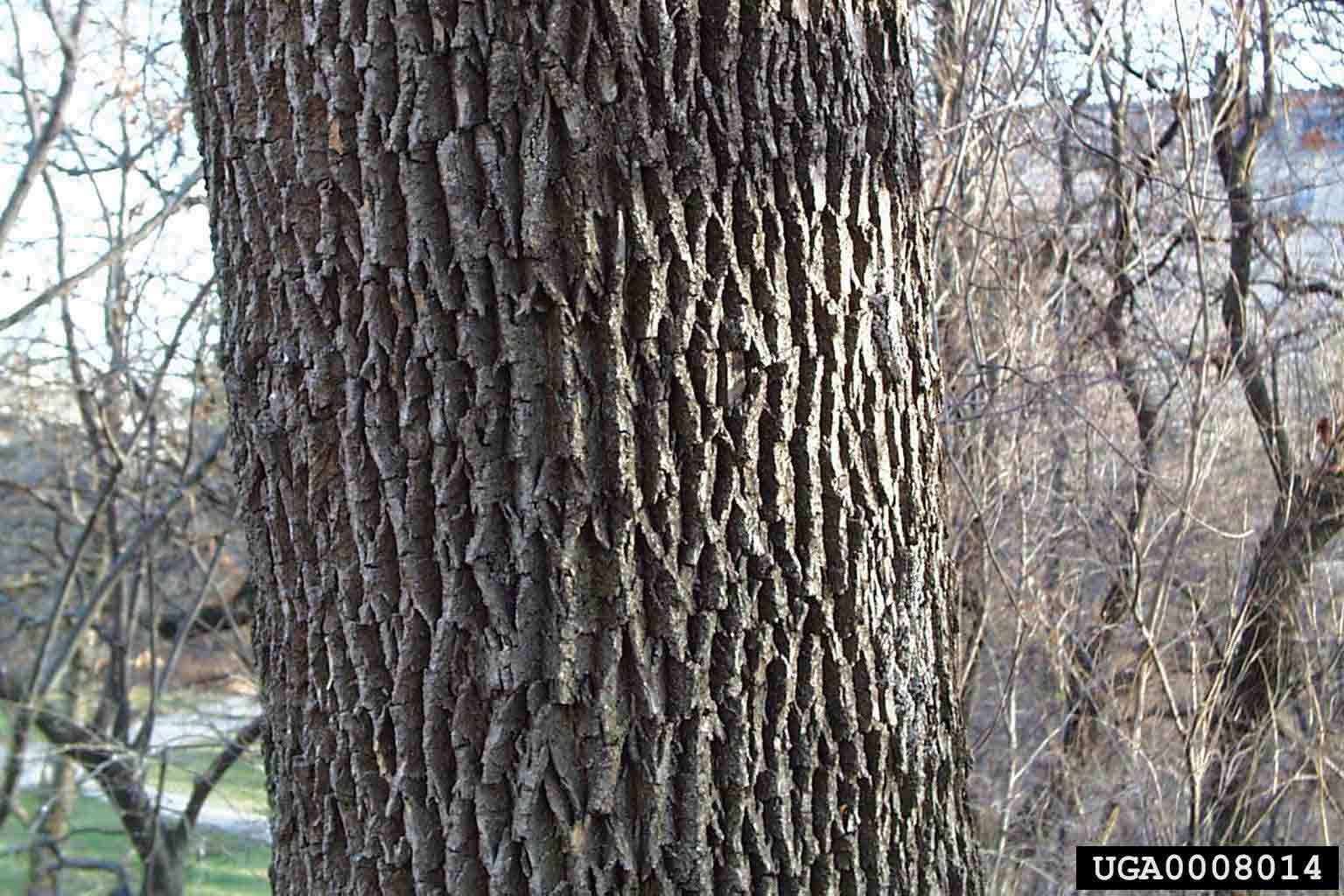 White ash bark on trunk