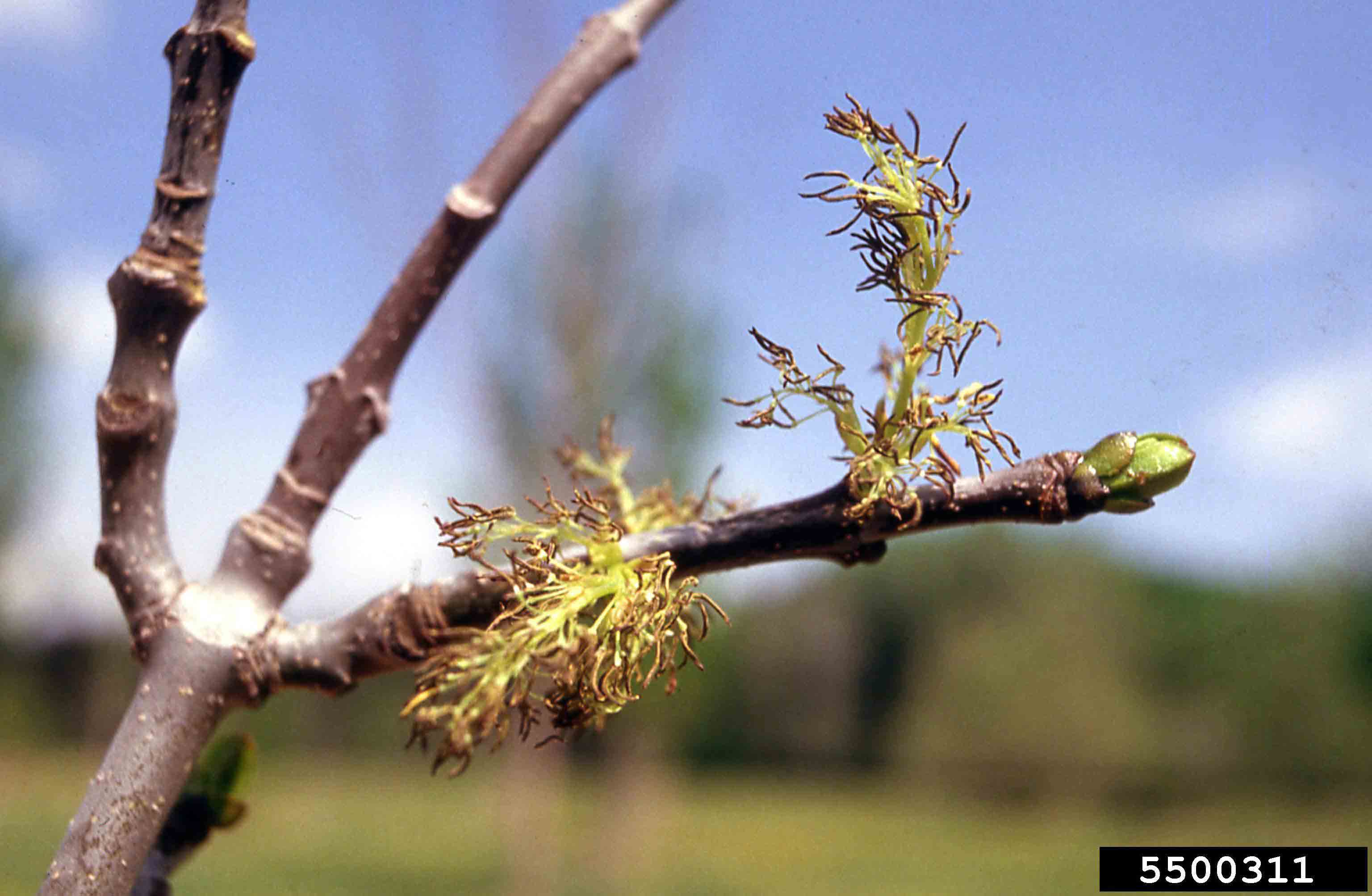 White ash flowers