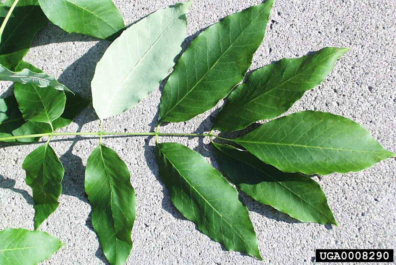 White ash leaf, upper side smooth and green, underside whitish