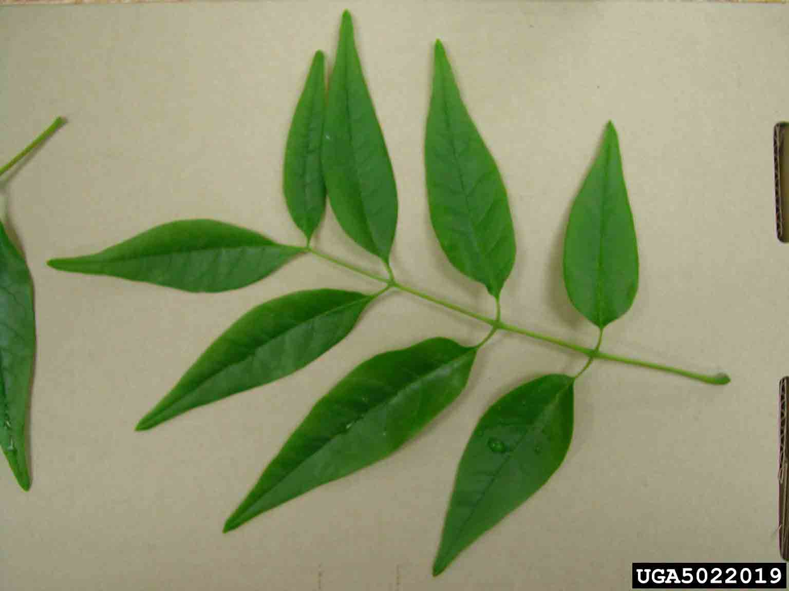 White ash leaf, pinnately compound, with smooth upper surface and smooth margins