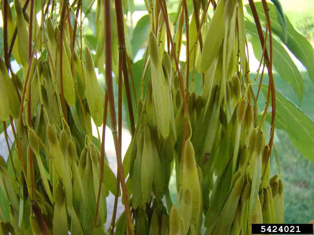 White ash fruit, samaras 1"-2" long