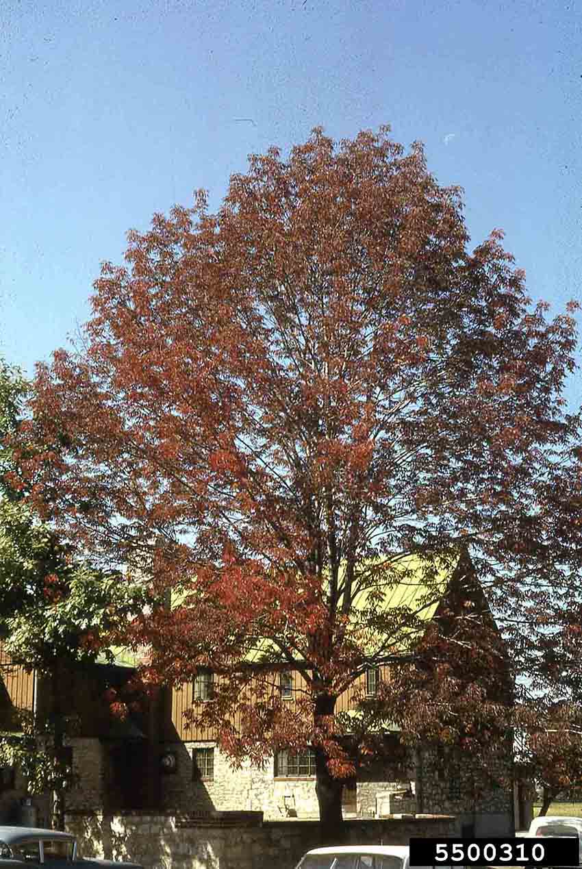 White ash tree