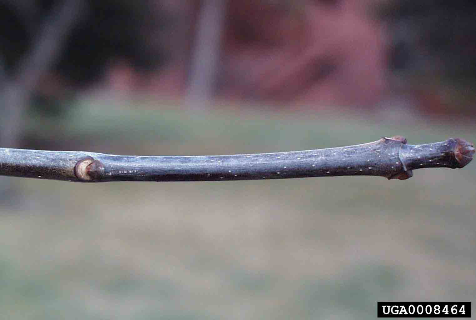White ash twig with crescent-shaped leaf scar