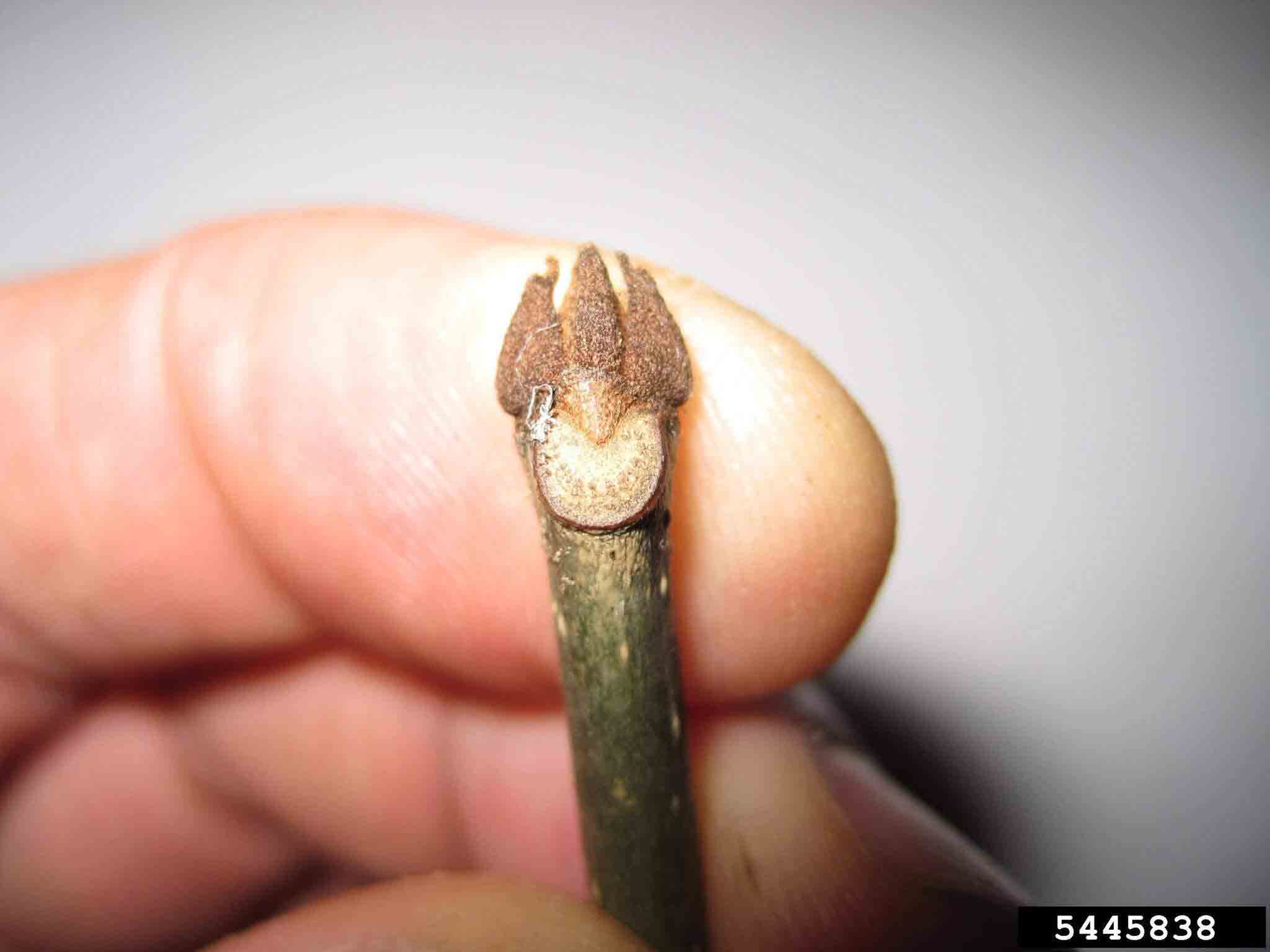White ash twig with bud and leaf scar with a crescent shape