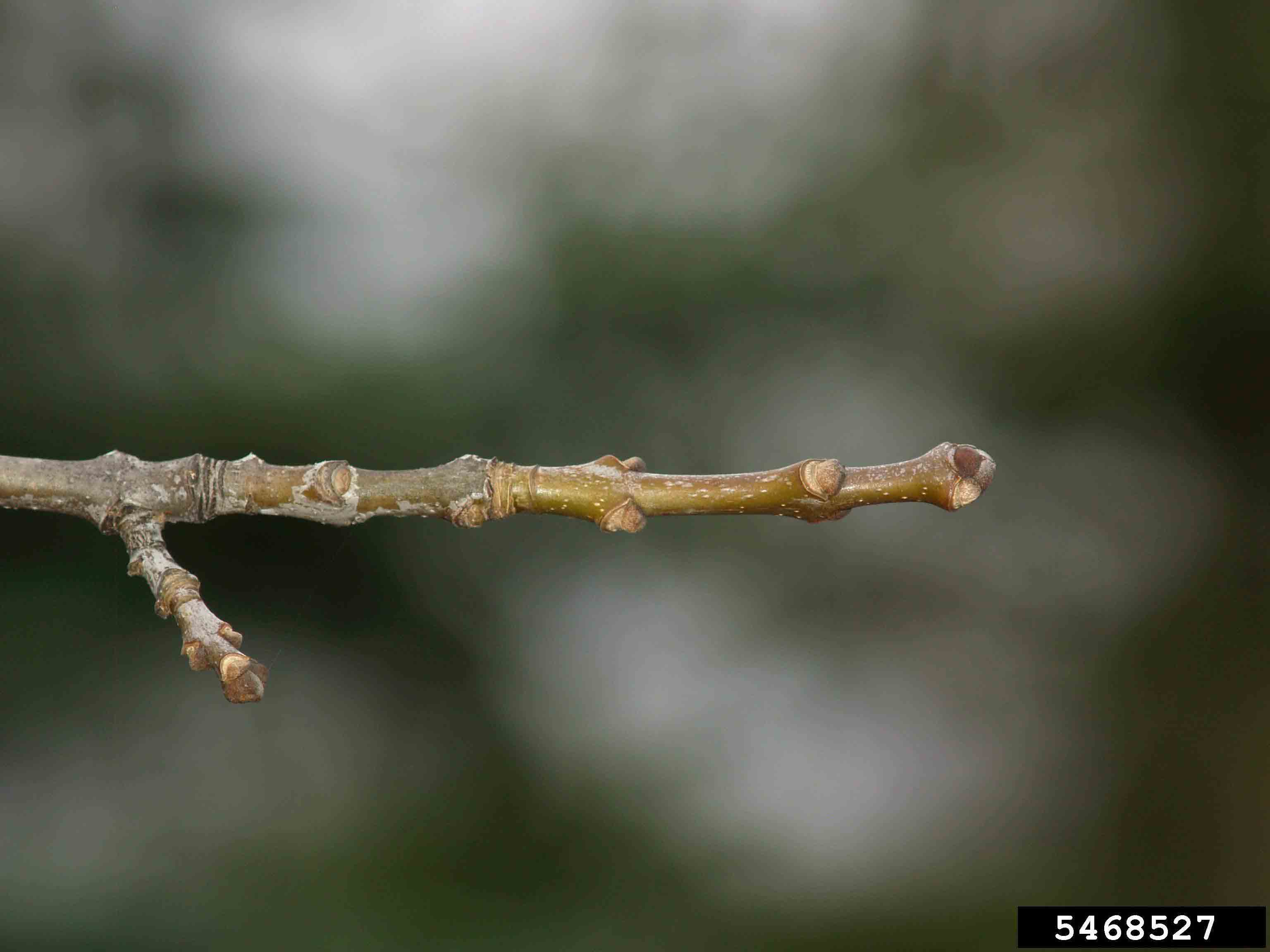 White ash twig