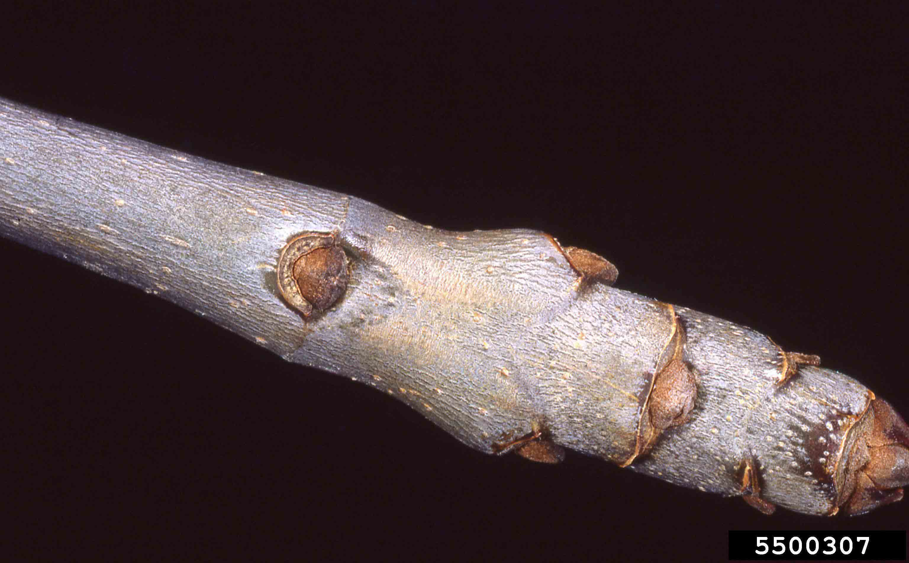 White ash twig