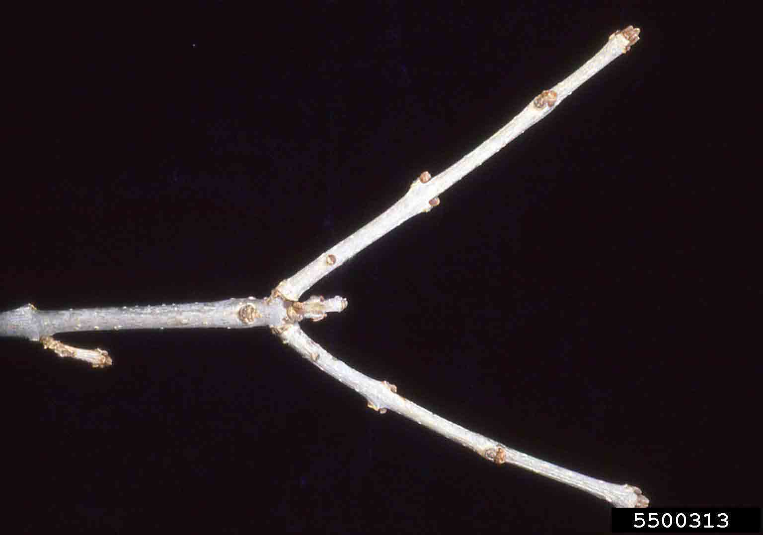 White ash twig