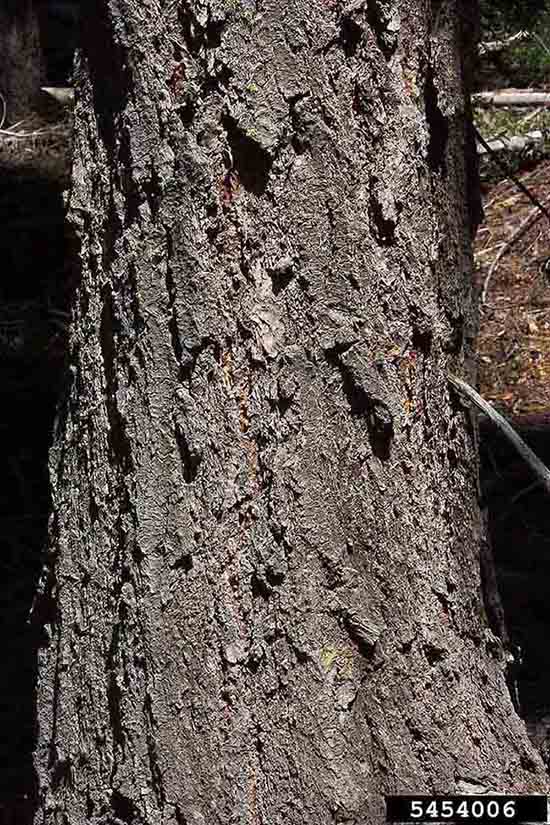 White fir bark on trunk