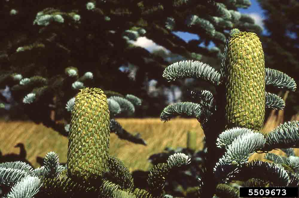 White fir cones