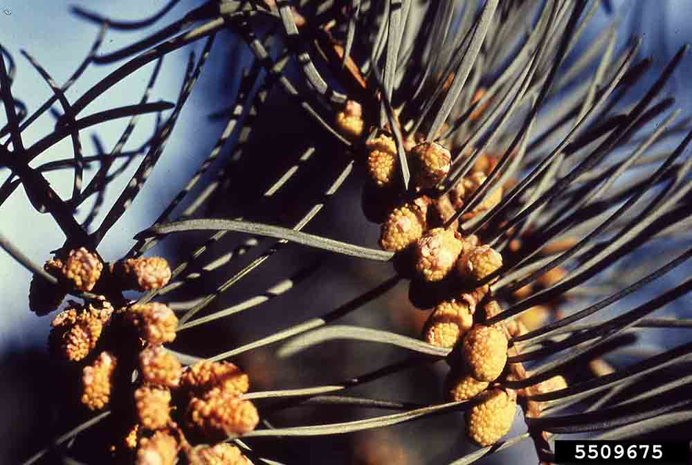 White fir cones
