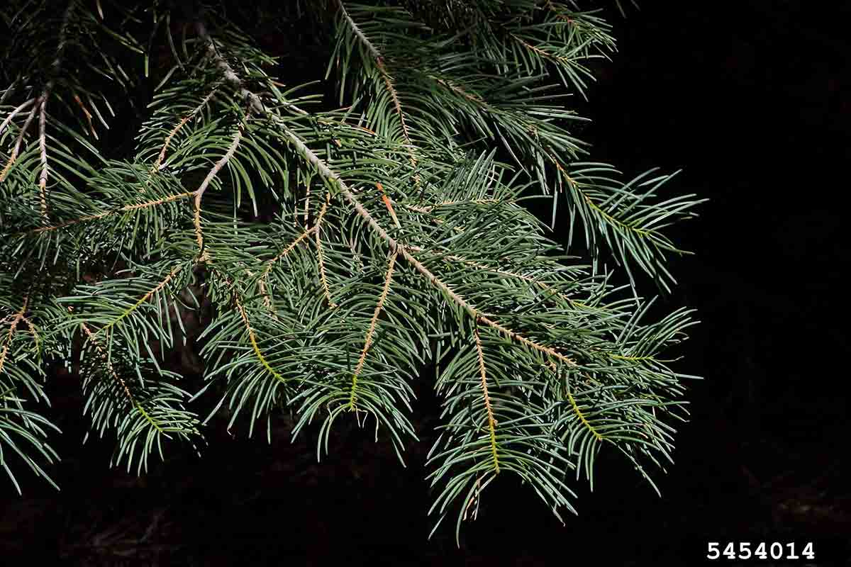White fir branch showing curving needles