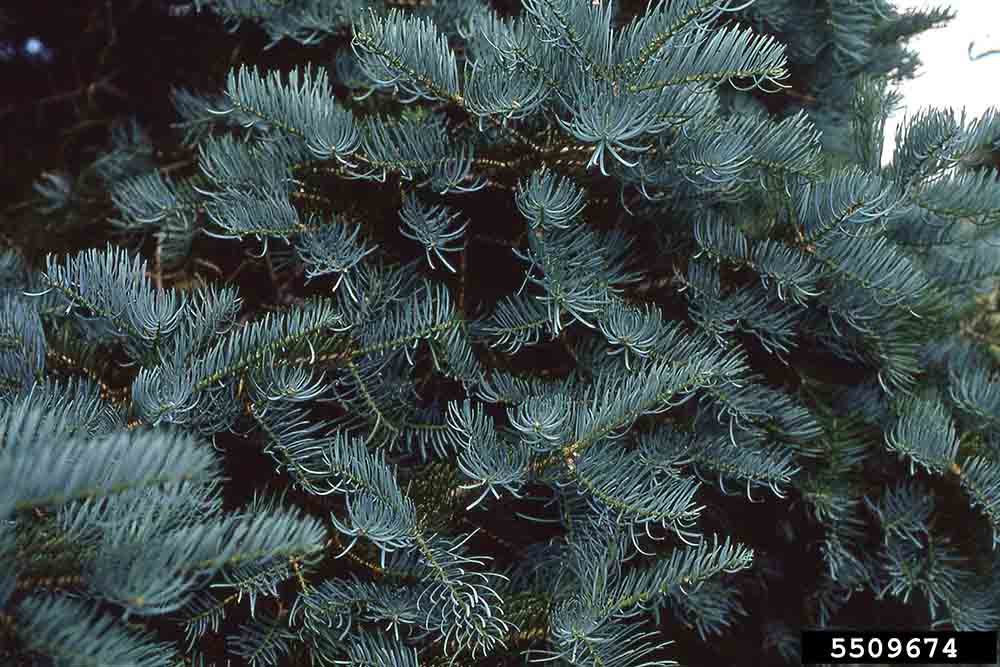 White fir foliage