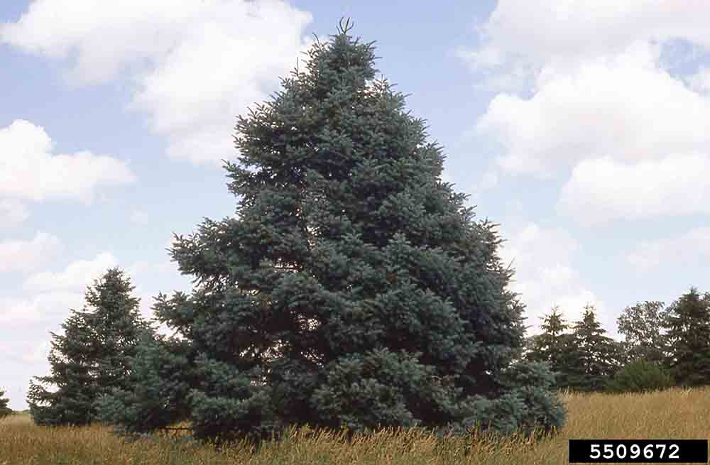 White fir tree