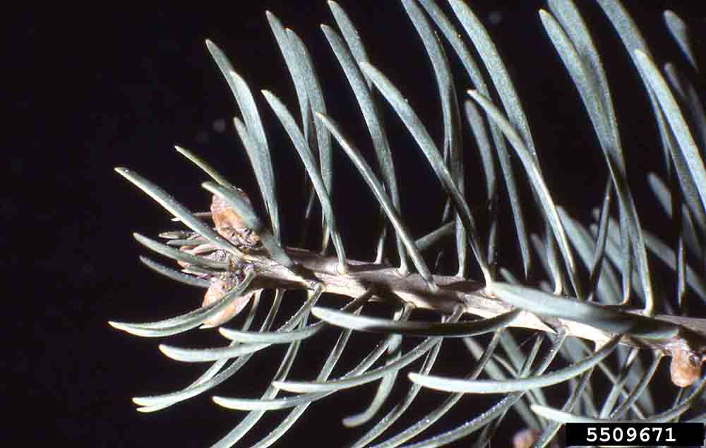 White fir twig