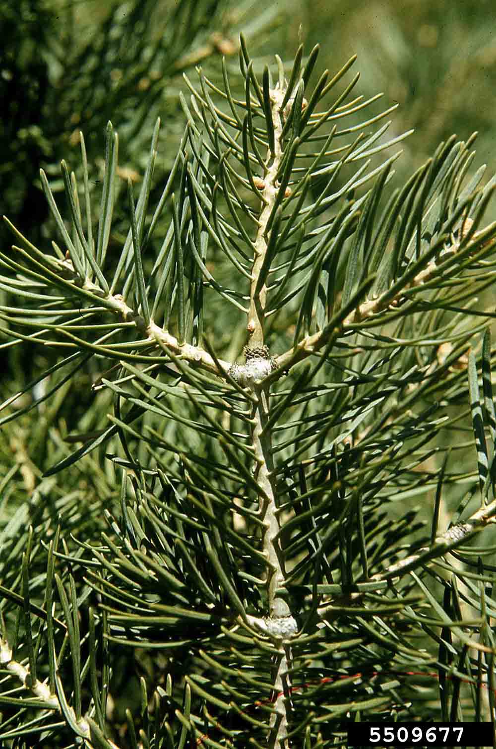 White fir twig