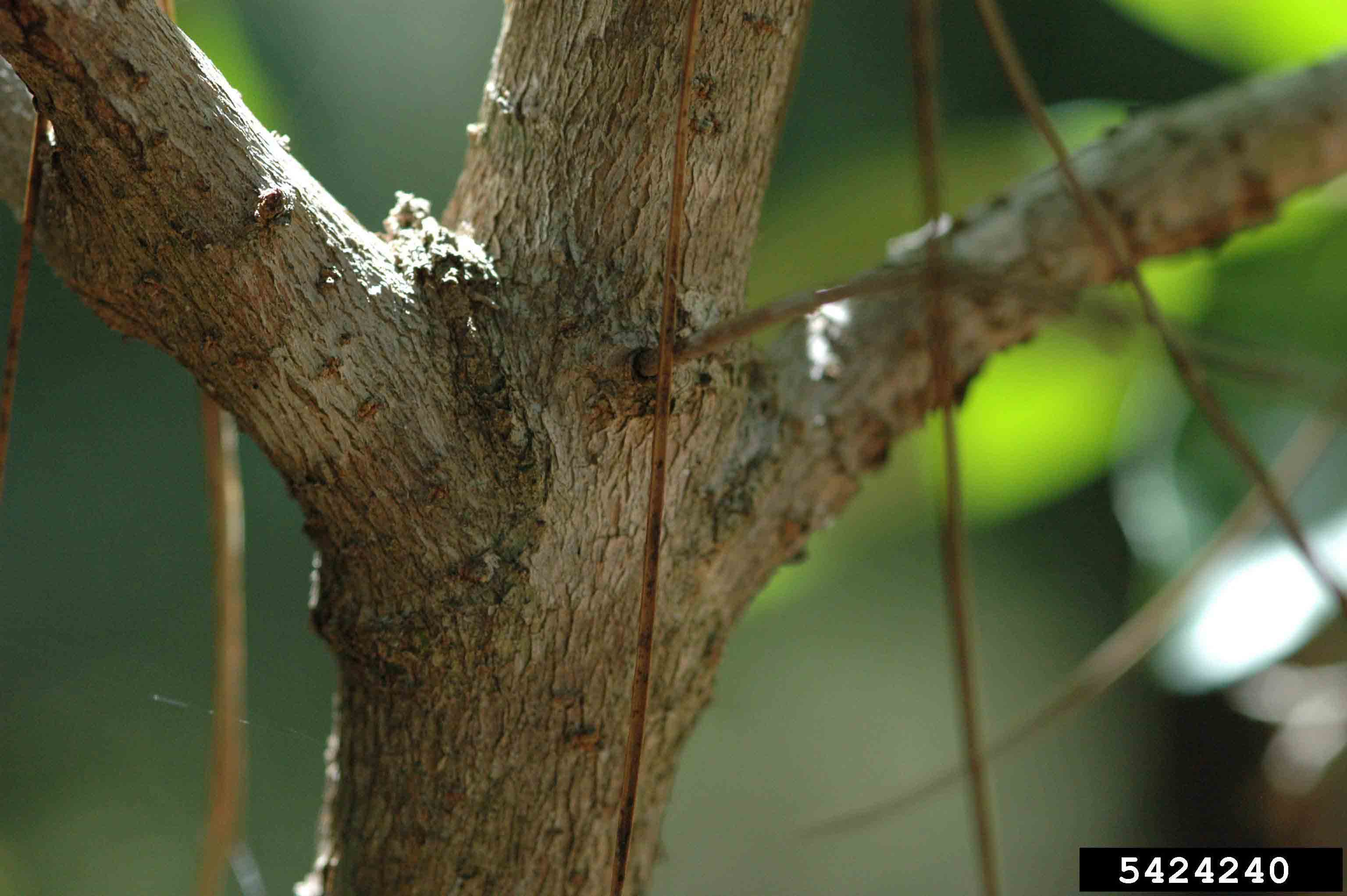 Fringe tree bark on branches