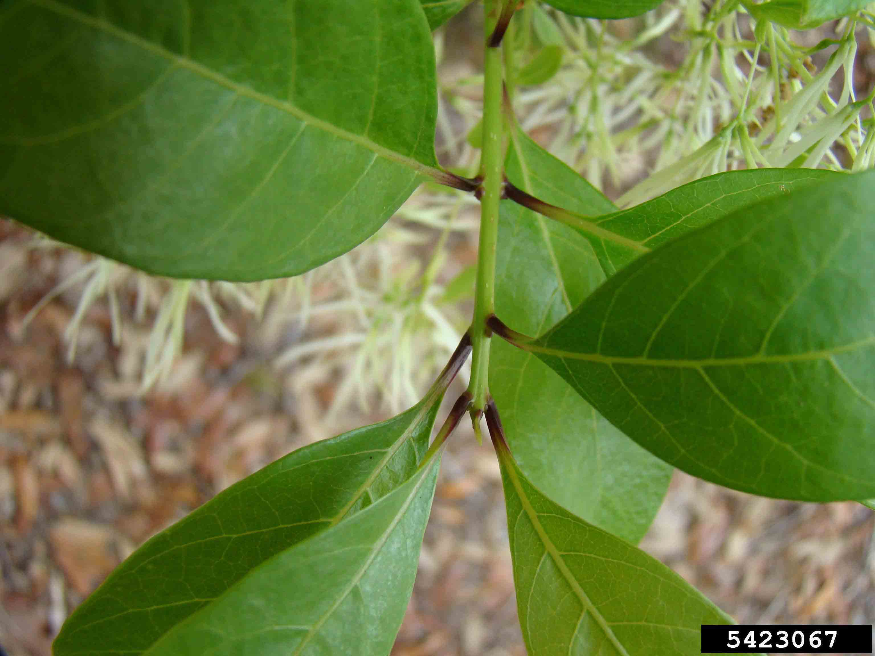 Fringe tree twig