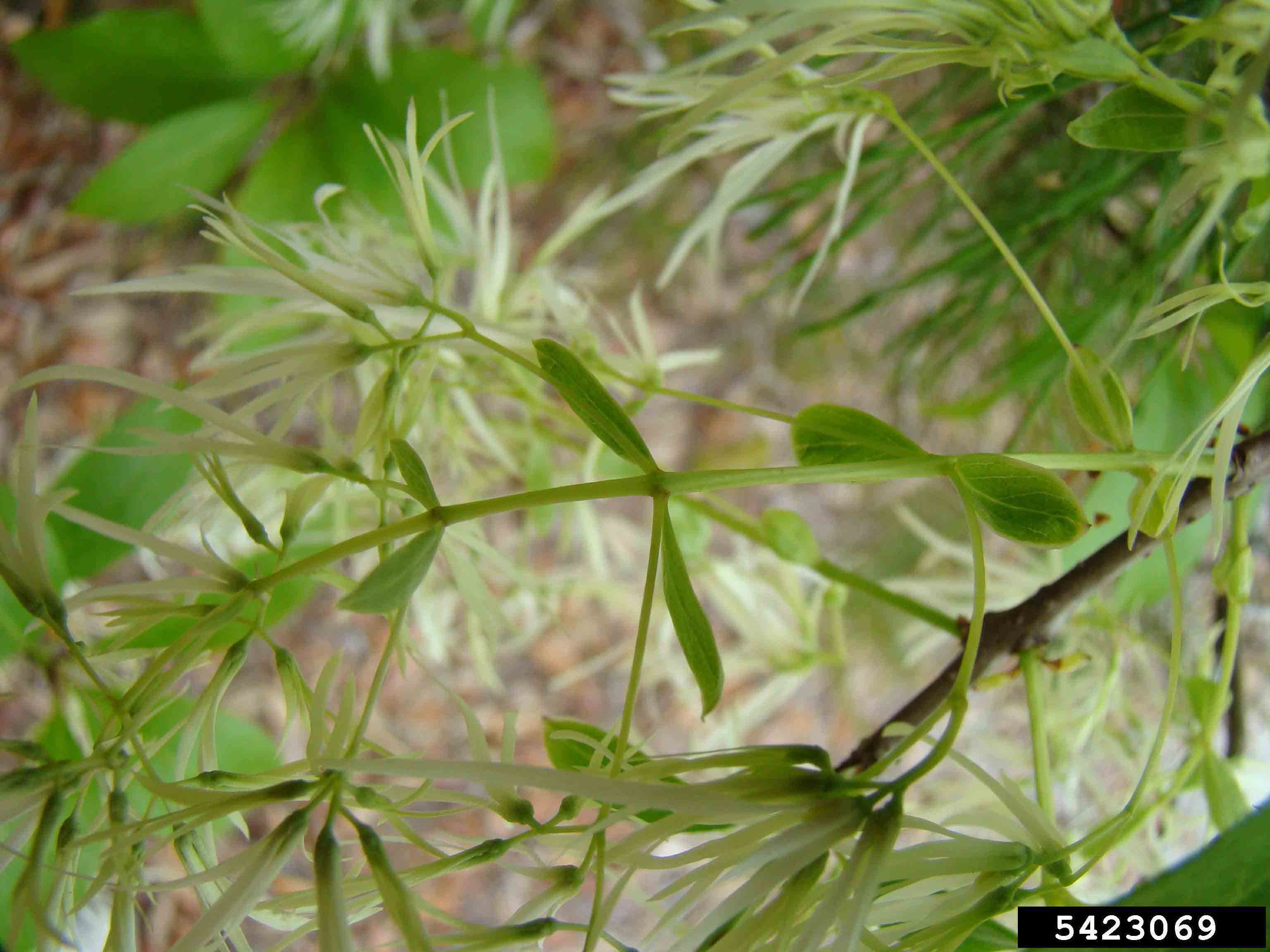 Fringe tree flower stalk with bract