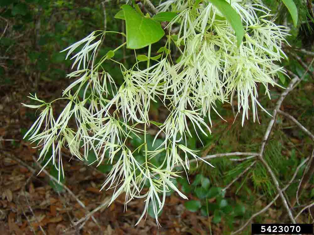 Fringe tree flowers, 3 per stalk in a panicle