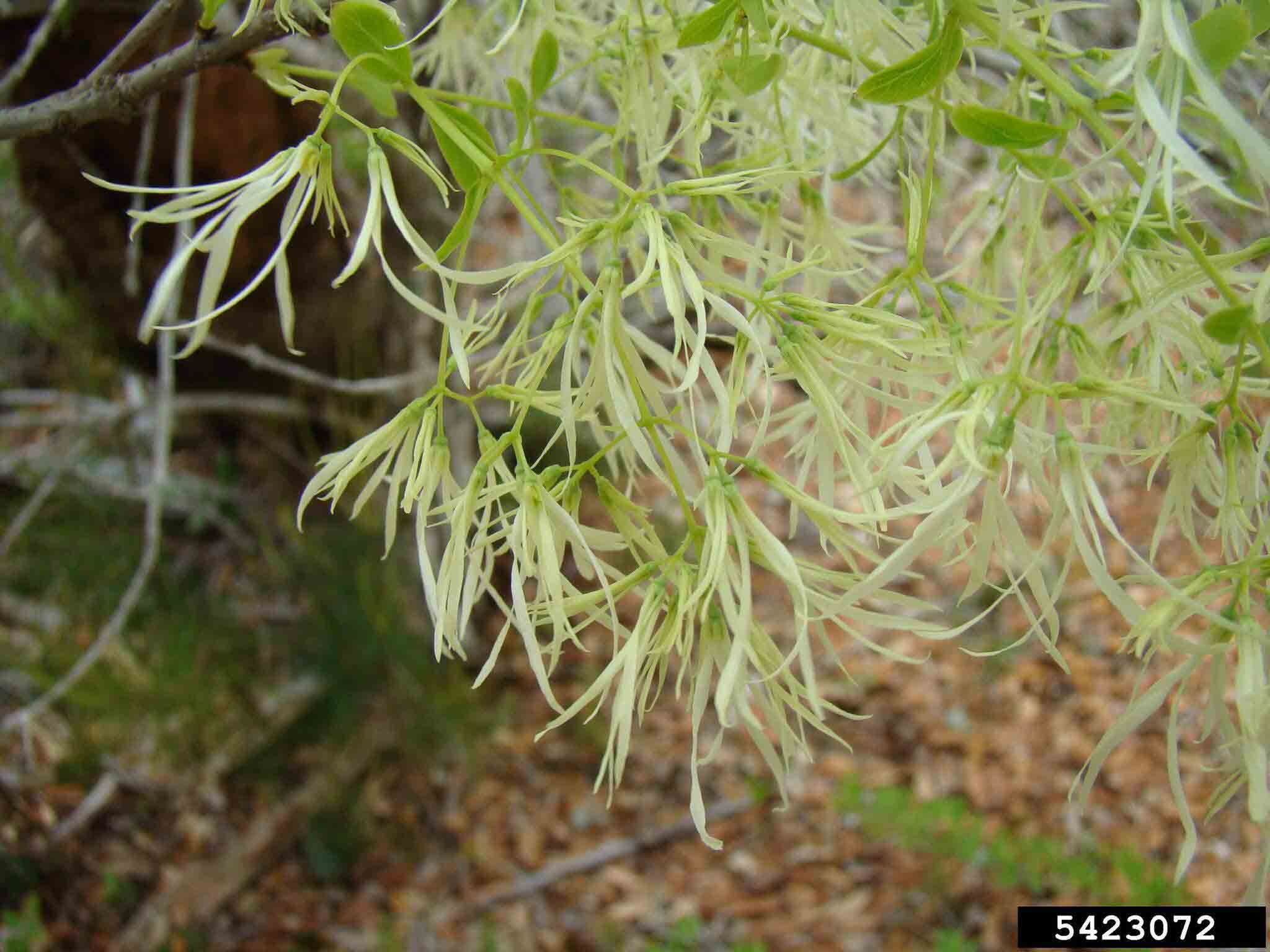 Fringe tree flowers