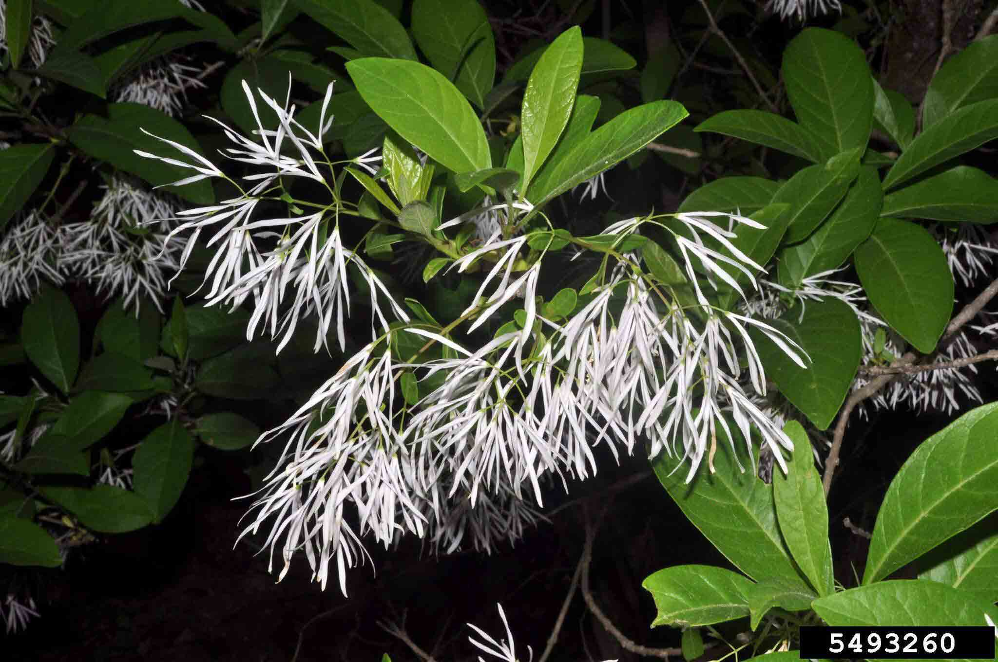 Fringe tree flowers with new leaves