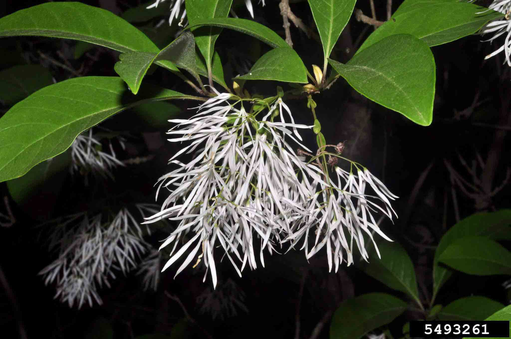 Fringe tree flowers, 4 petals each, 3 to a stalk