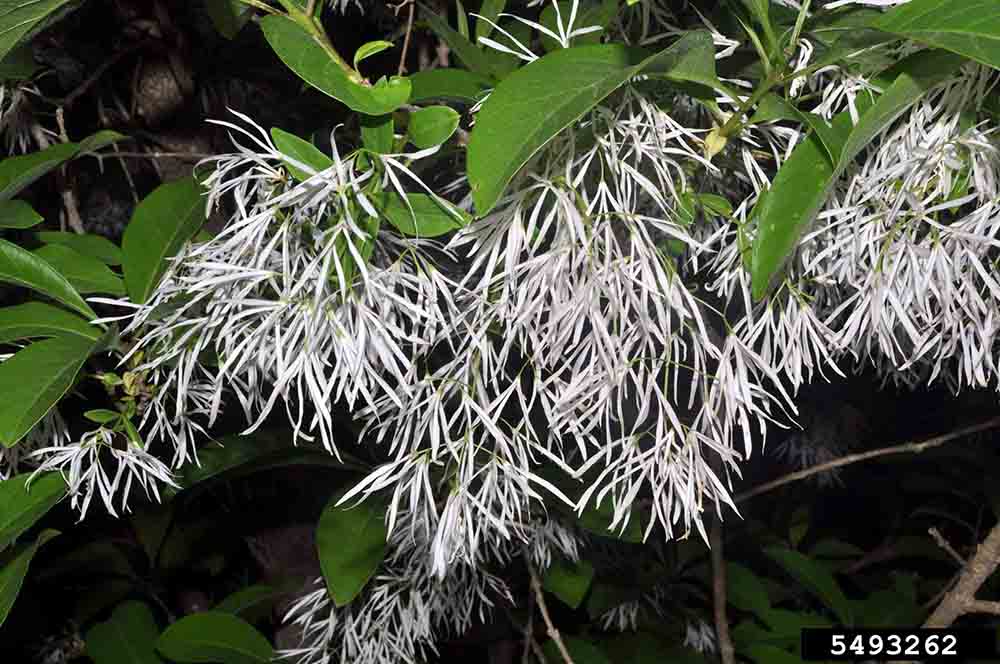 Fringe tree flowers