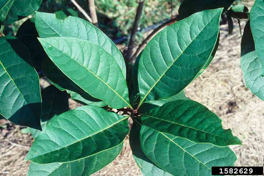Fringe tree leaves