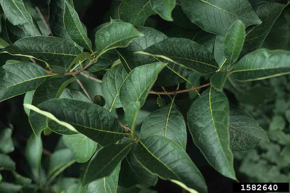 Fringe tree leaves, arranged oppositely on stem