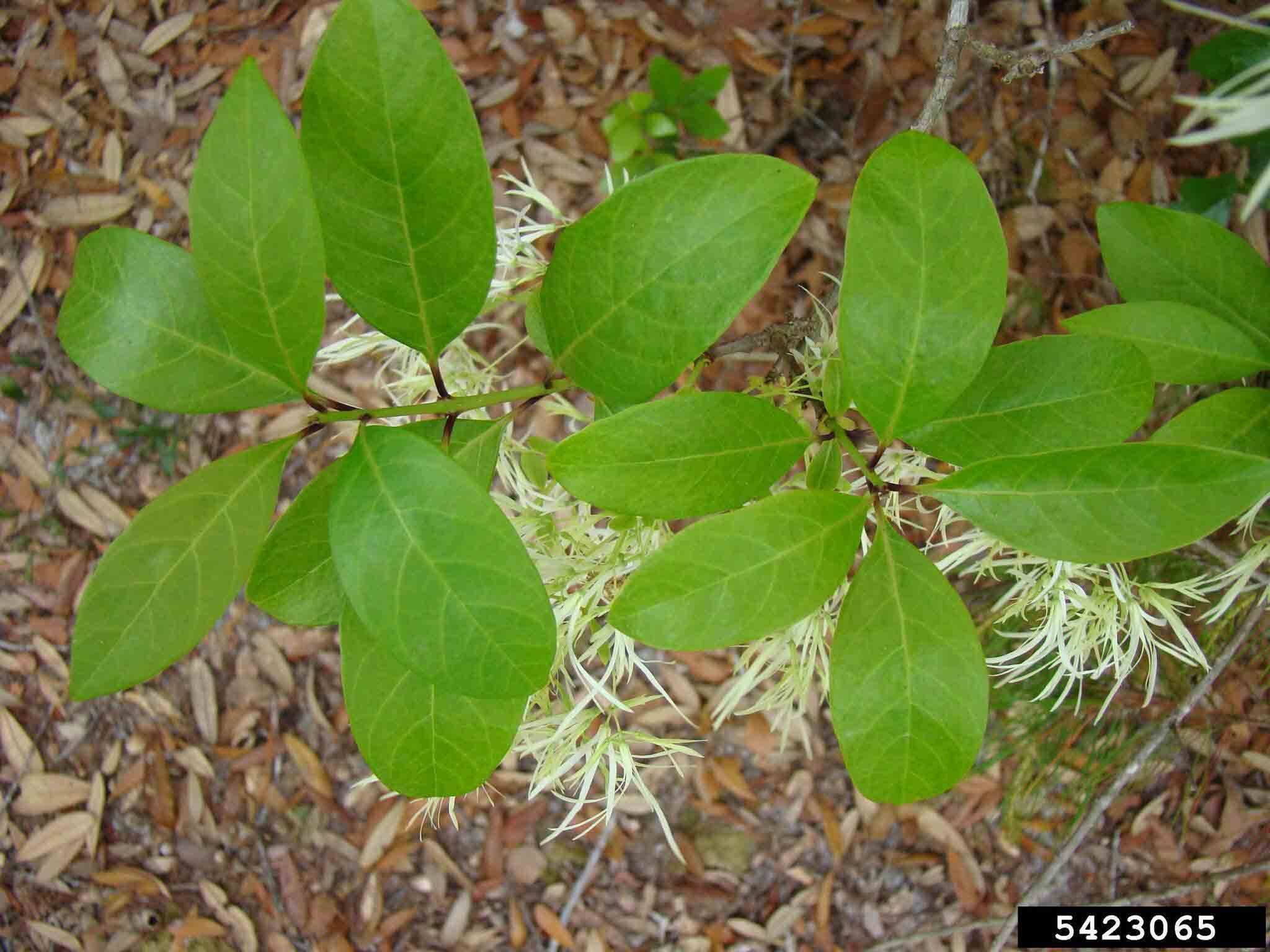 Fringe tree leaves above flowers