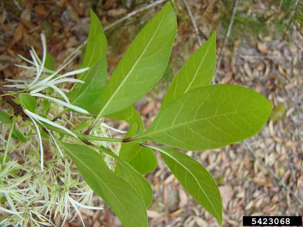Fringe tree leaves, undersides
