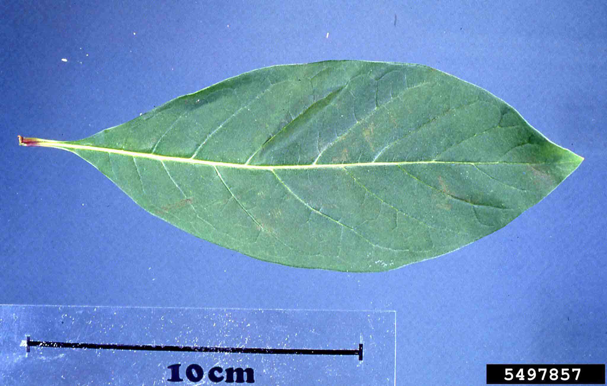Fringe tree leaf, with smooth margins