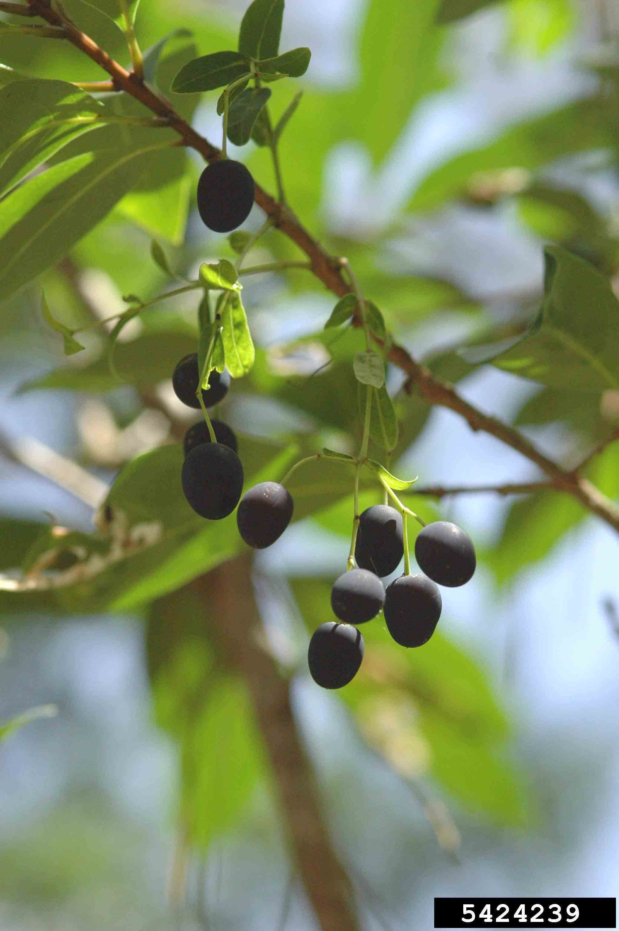 Fringe tree fruit