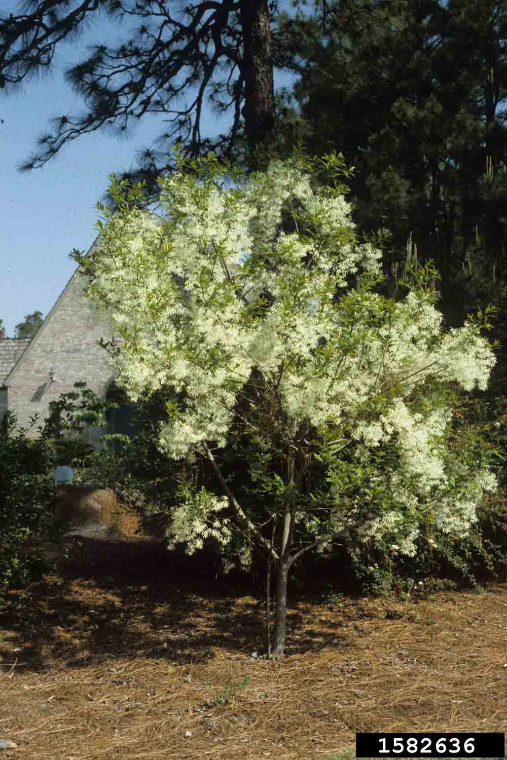 Fringe tree in bloom