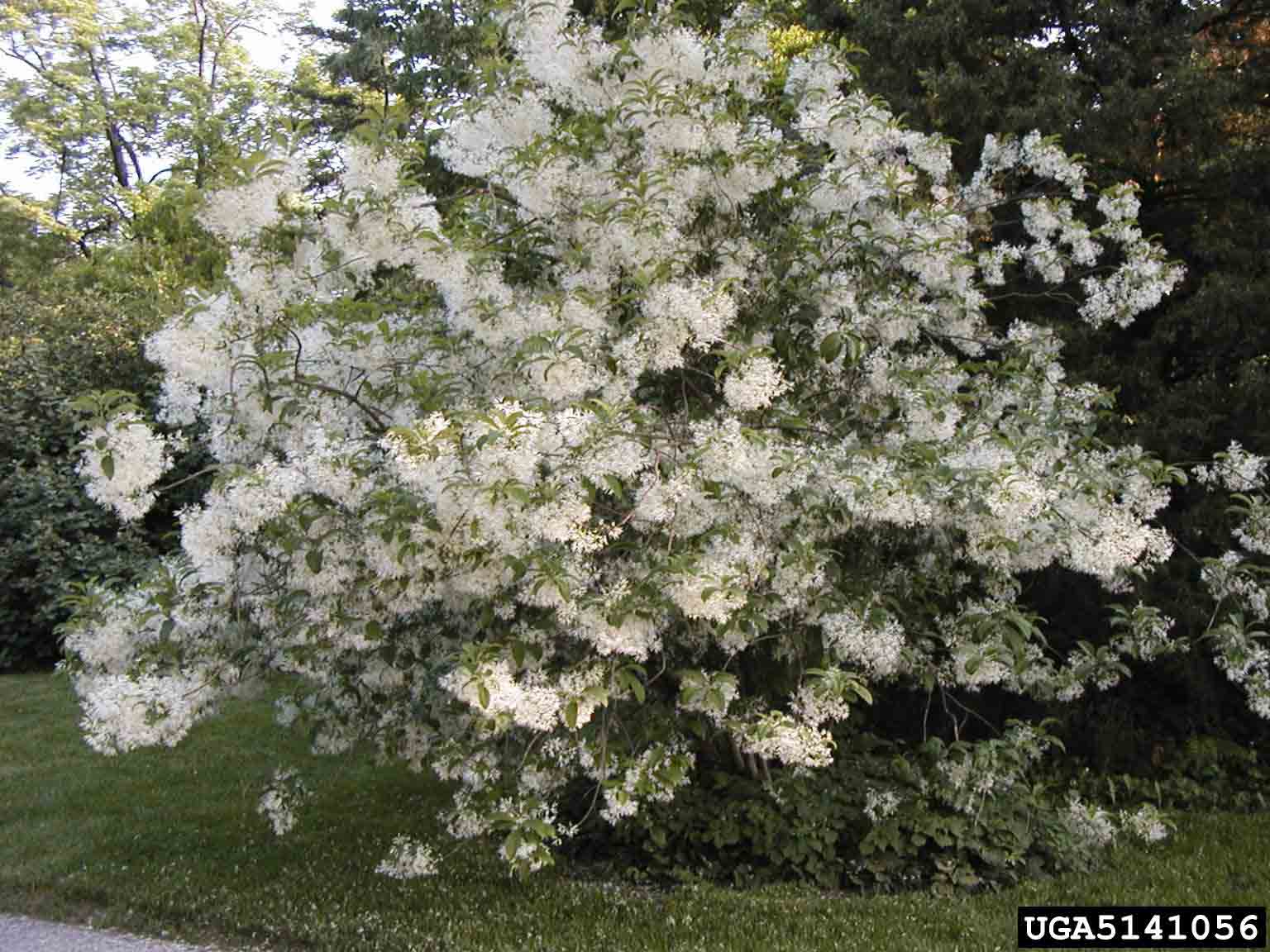 Fringe tree in bloom