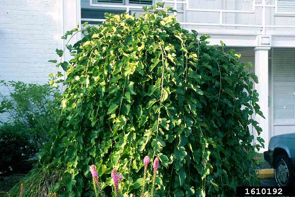Weeping white mulberry tree