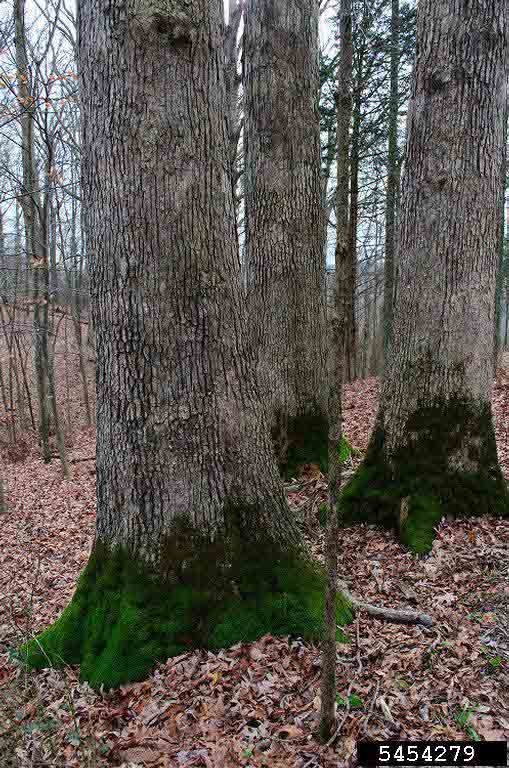 White oak bark on trunk