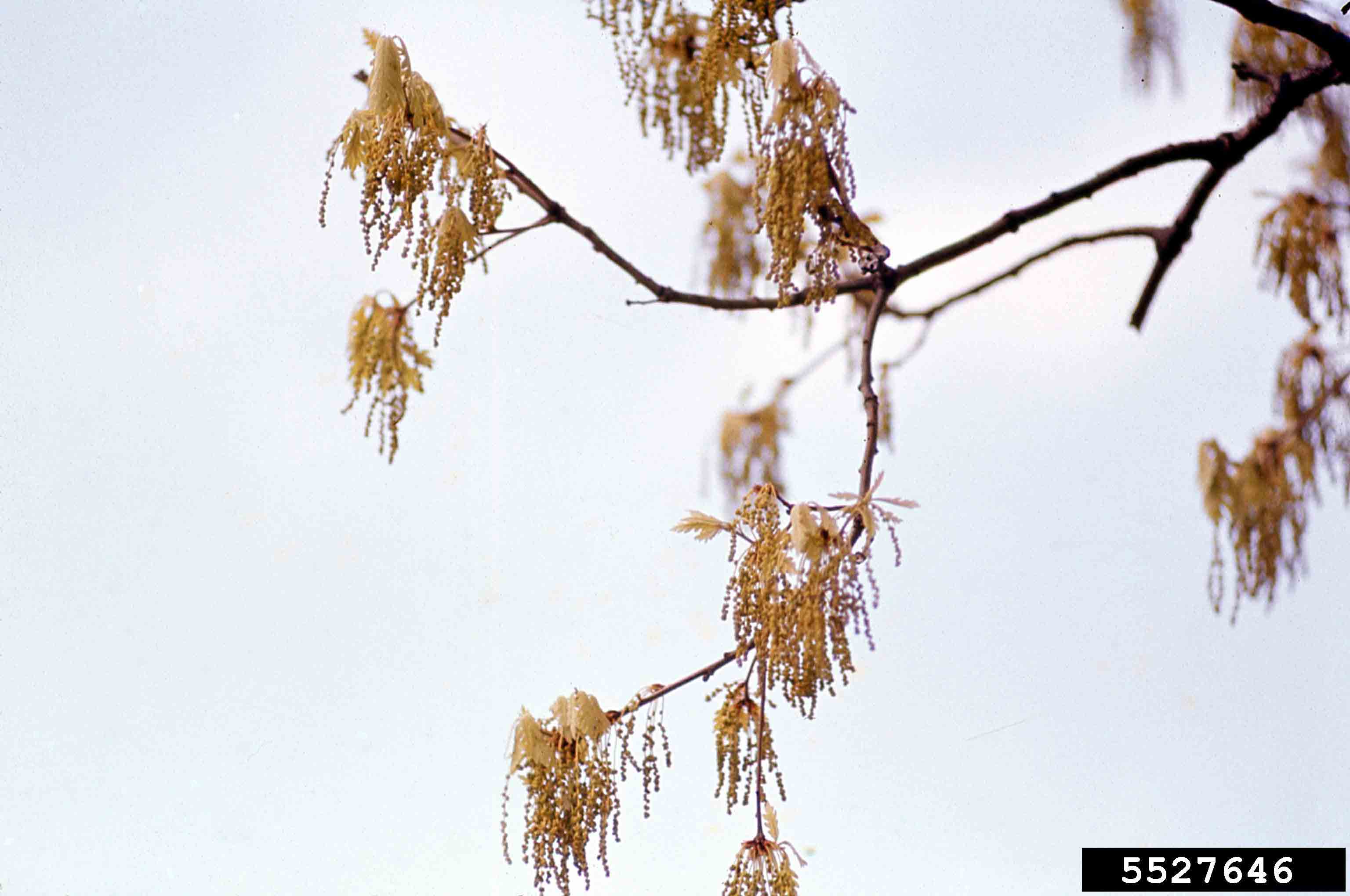 White oak flowers with emerging leaves