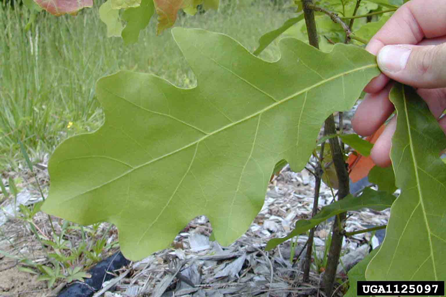White oak leaf, underside
