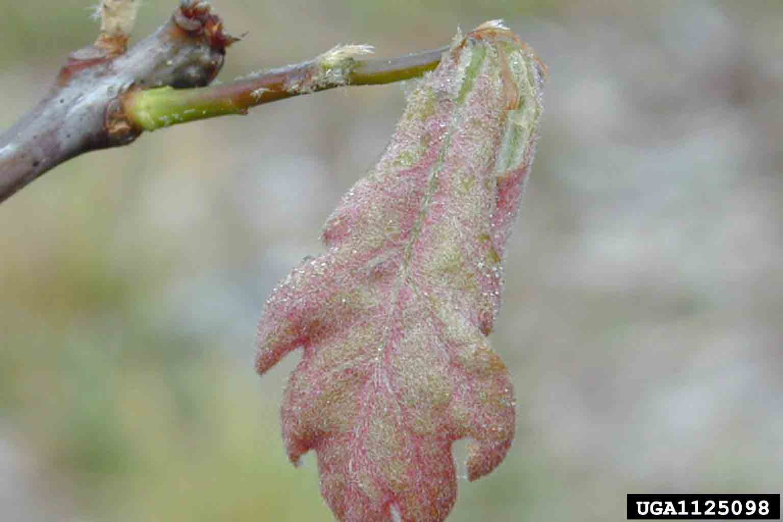 White oak leaf, newly emerging